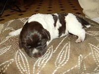 CHIOT