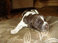 CHIOT