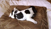 CHIOT
