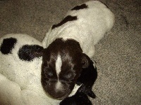 CHIOT